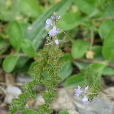 rozrazil lékařský - náhled 1