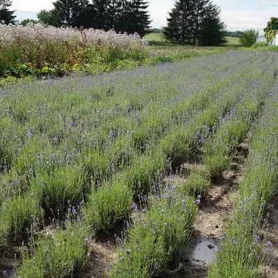 levandule lékařská - náhled 4