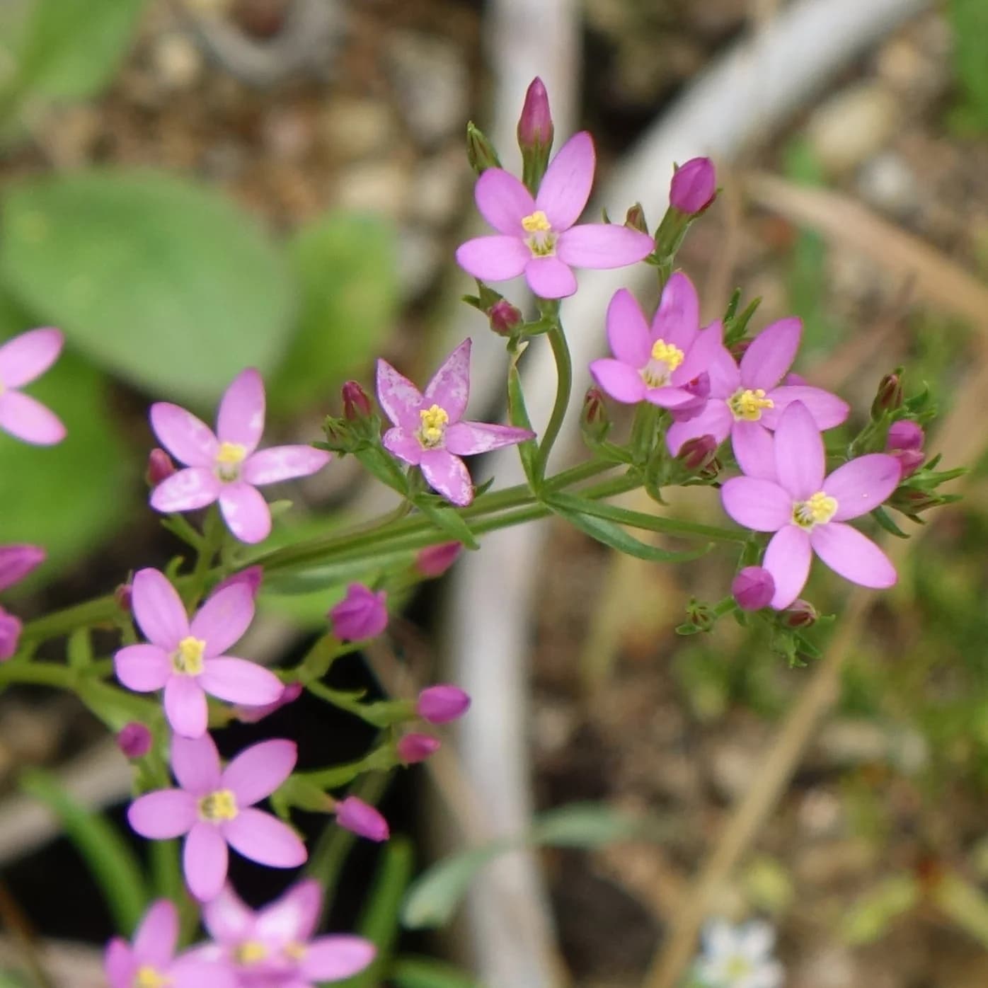 zeměžluč lékařská - obrázek 1