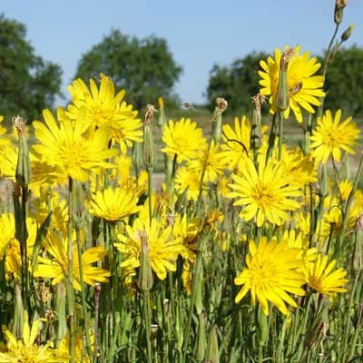 kozí brada východní - náhled 3