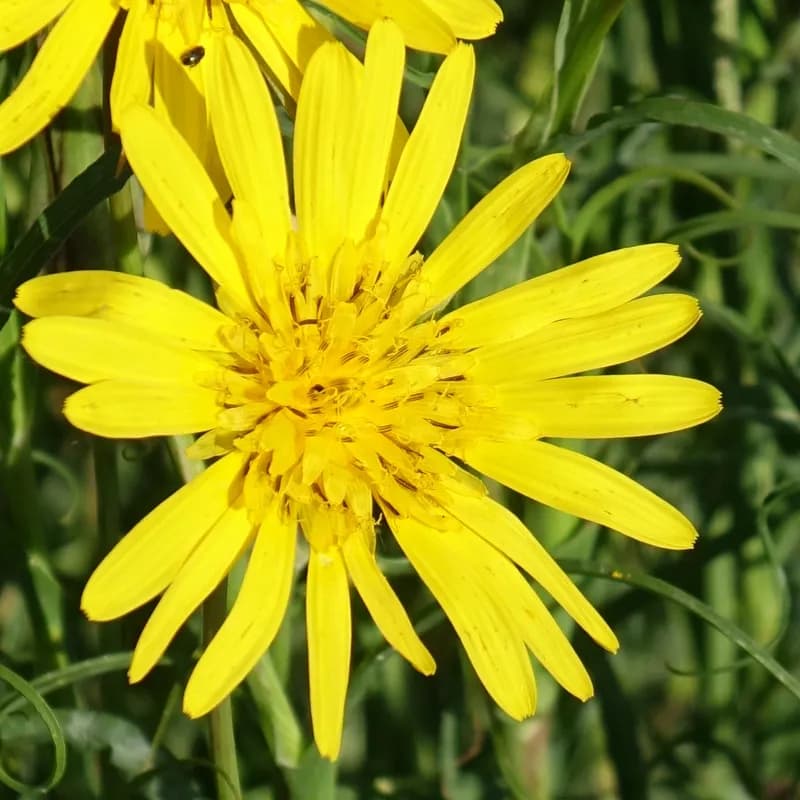 kozí brada východní