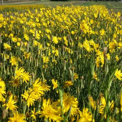 kozí brada východní - náhled 4