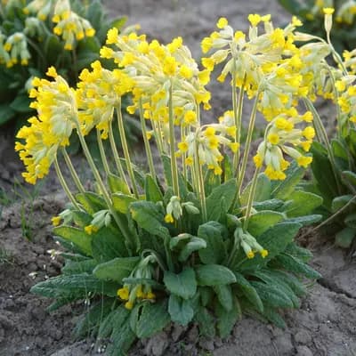 prvosenka jarní - náhled 3