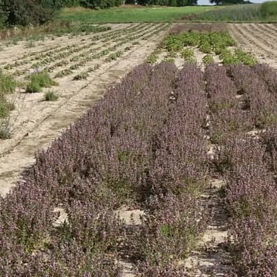 ožanka kalamandra - náhled 3