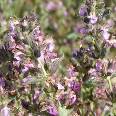 ožanka kalamandra - náhled 1