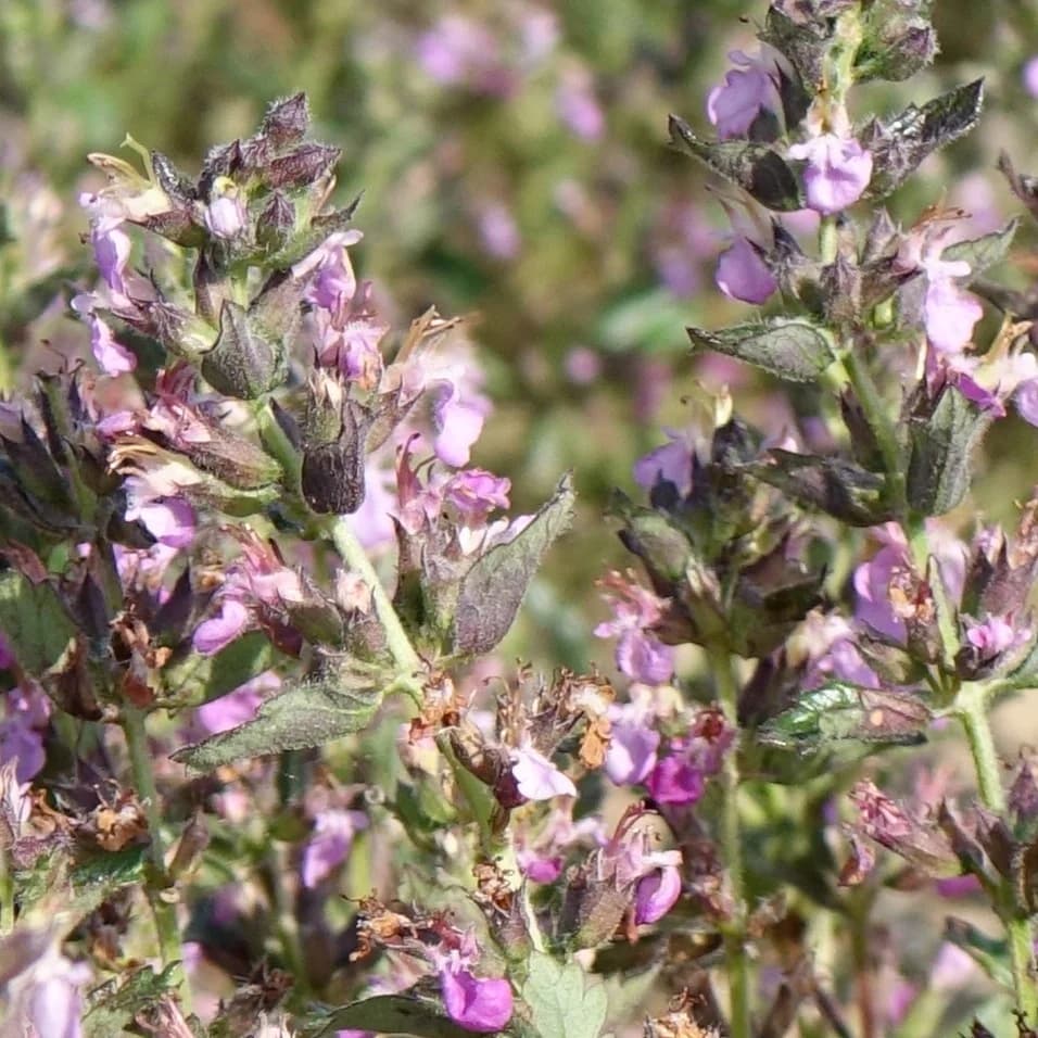 ožanka kalamandra - obrázek 1