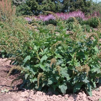 merlík všedobr - náhled 3