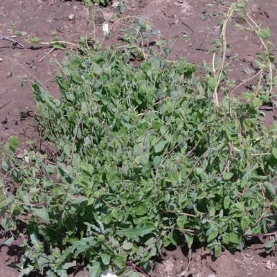 dang - šeng - náhled 3