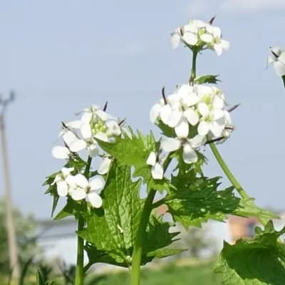 česnáček lékařský - náhled 1