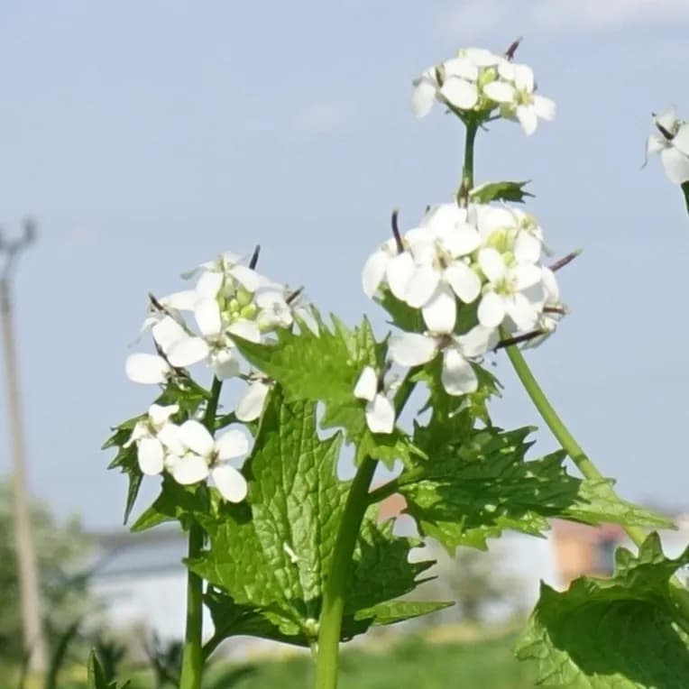 česnáček lékařský - obrázek 1