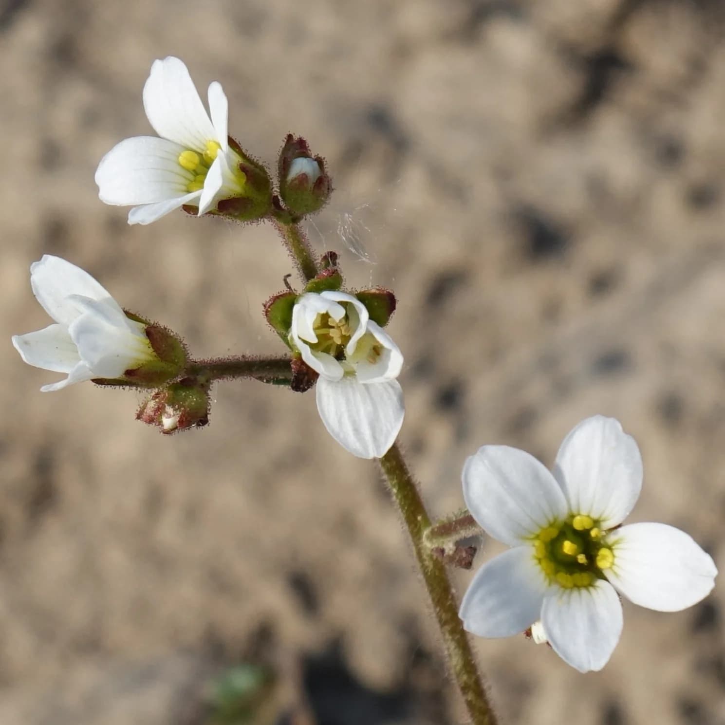 lomikámen zrnatý - obrázek 1