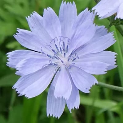 čekanka obecná - náhled 1