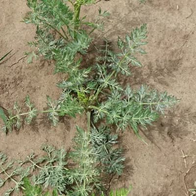 kmín kořenný - náhled 3