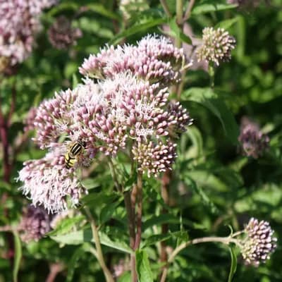 sadec konopáč - náhled 2