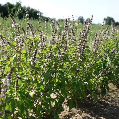 bazalka posvátná - náhled 3