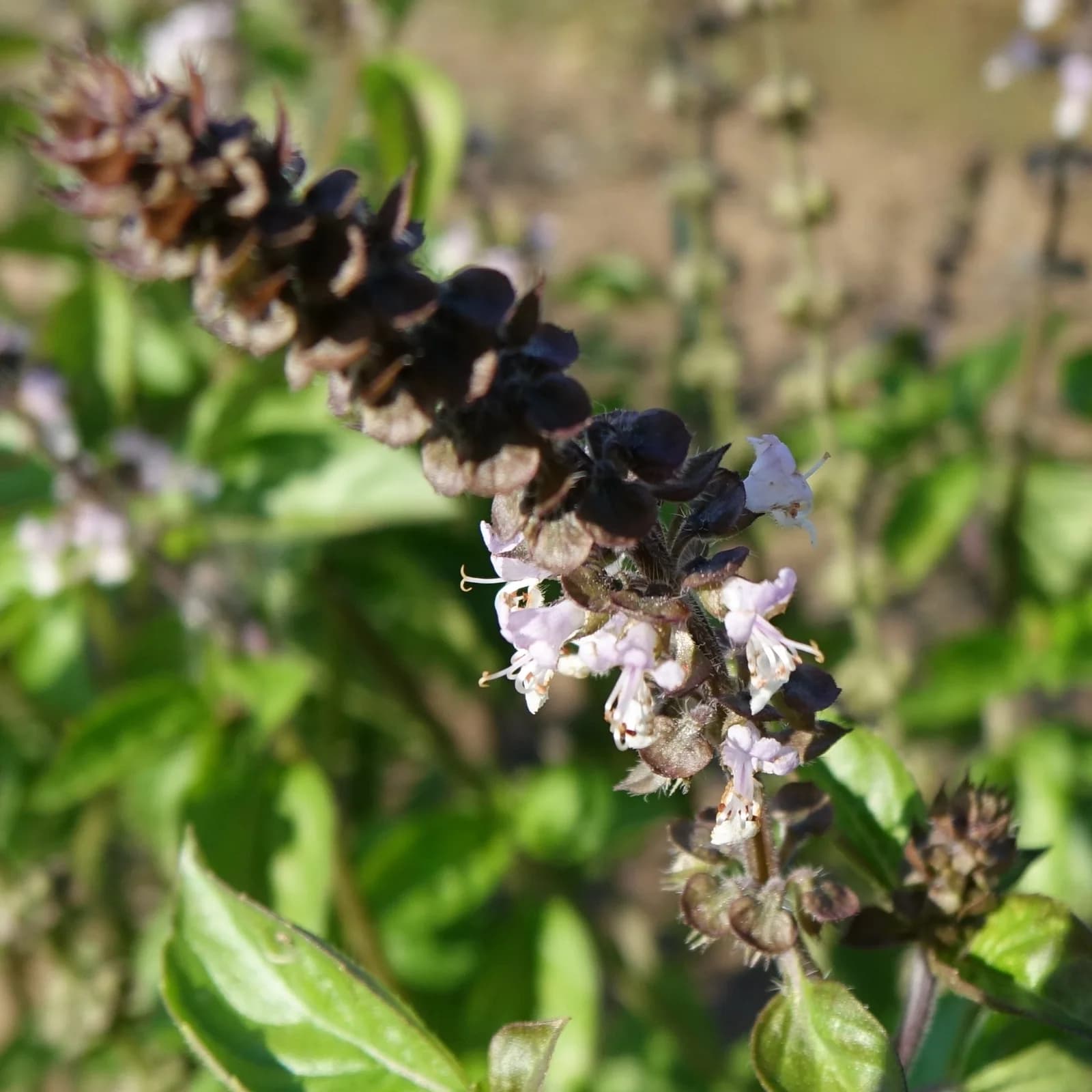 bazalka posvátná - obrázek 1
