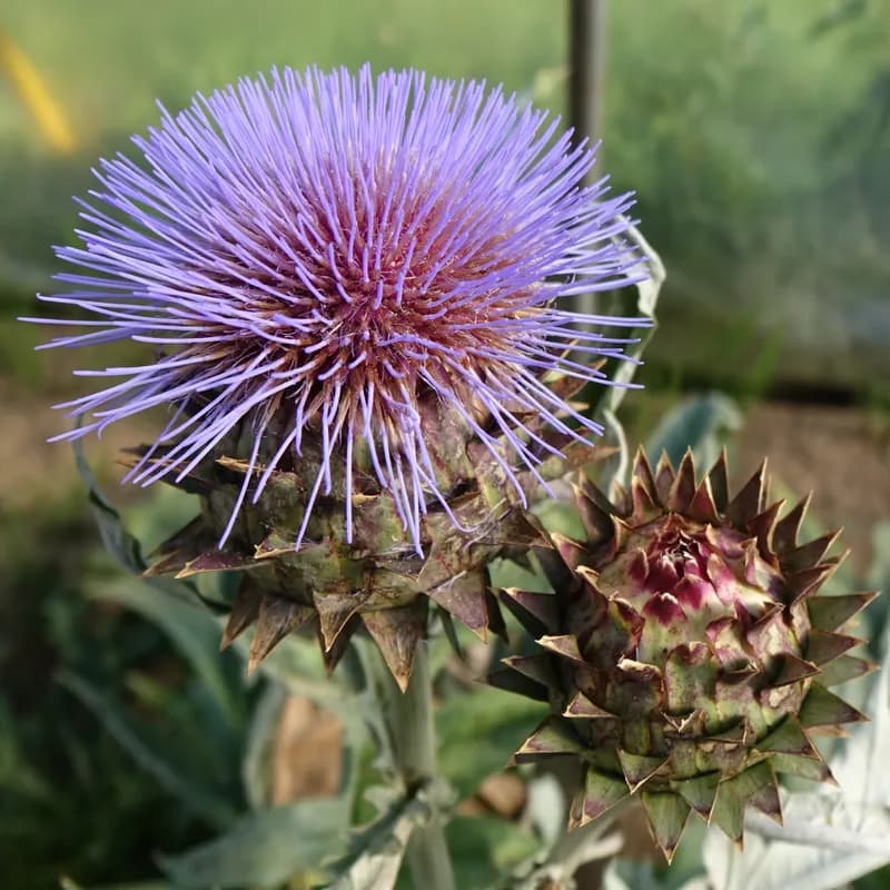 artyčok kardový zahradní