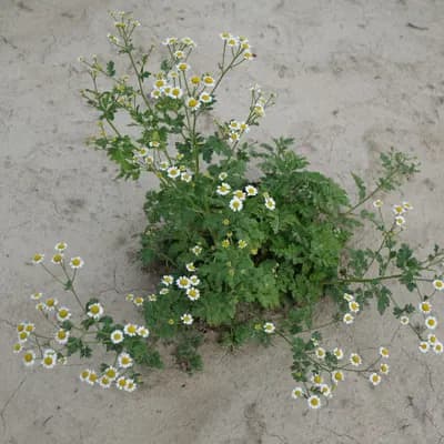 řimbaba obecná - náhled 2