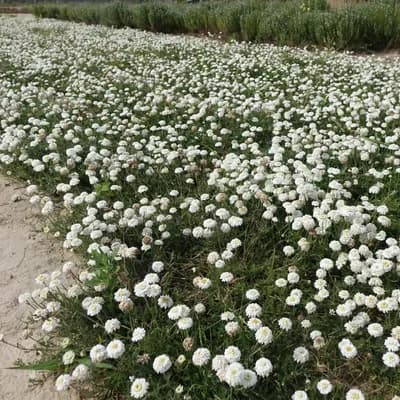 rmenec sličný (heřmánkovec římský) - náhled 2