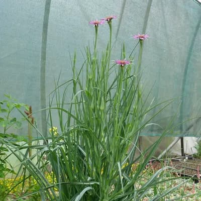 kozí brada pórolistá - náhled 2