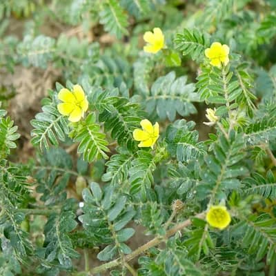 kotvičník zemní - náhled 1