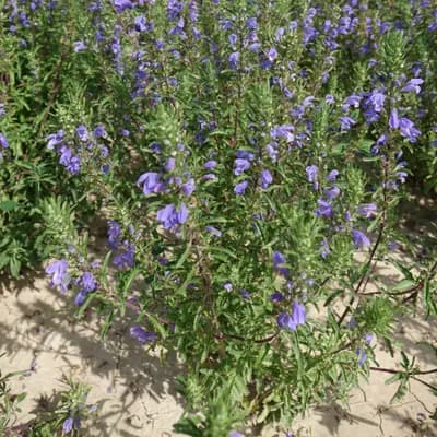 včelník moldavský - náhled 2