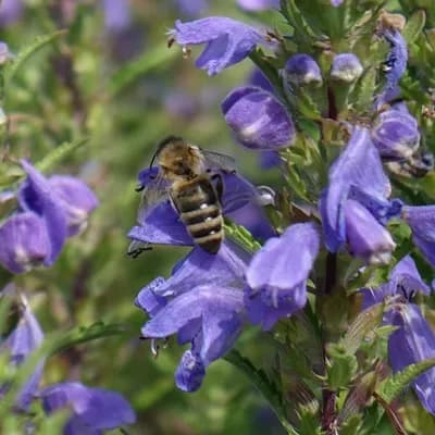 včelník moldavský - náhled 4