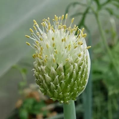 cibule zimní - náhled 1