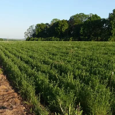 řebříček obecný - náhled 3