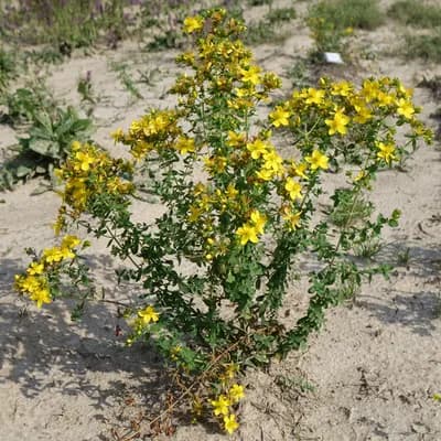 třezalka tečkovaná - náhled 4