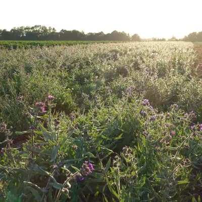 pilát lékařský - náhled 3