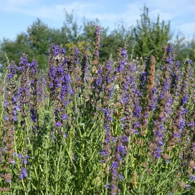 yzop lékařský - náhled 2