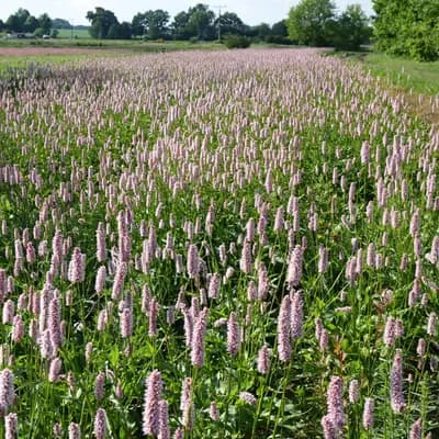 rdesno hadí kořen - náhled 3