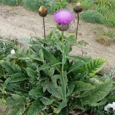 parcha léčivá - náhled 3