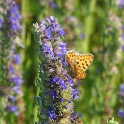 yzop lékařský - náhled 4