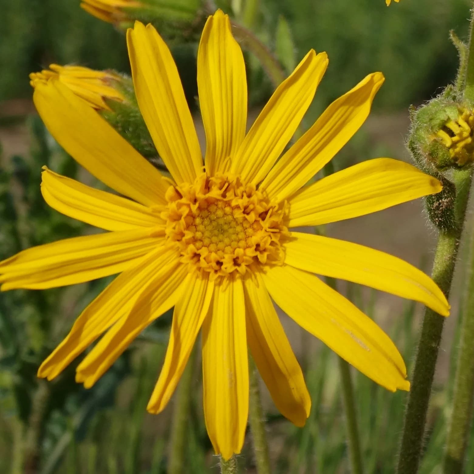 arnika horská - obrázek 1