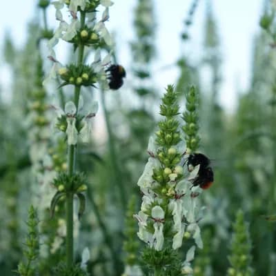 čistec přímý - náhled 2