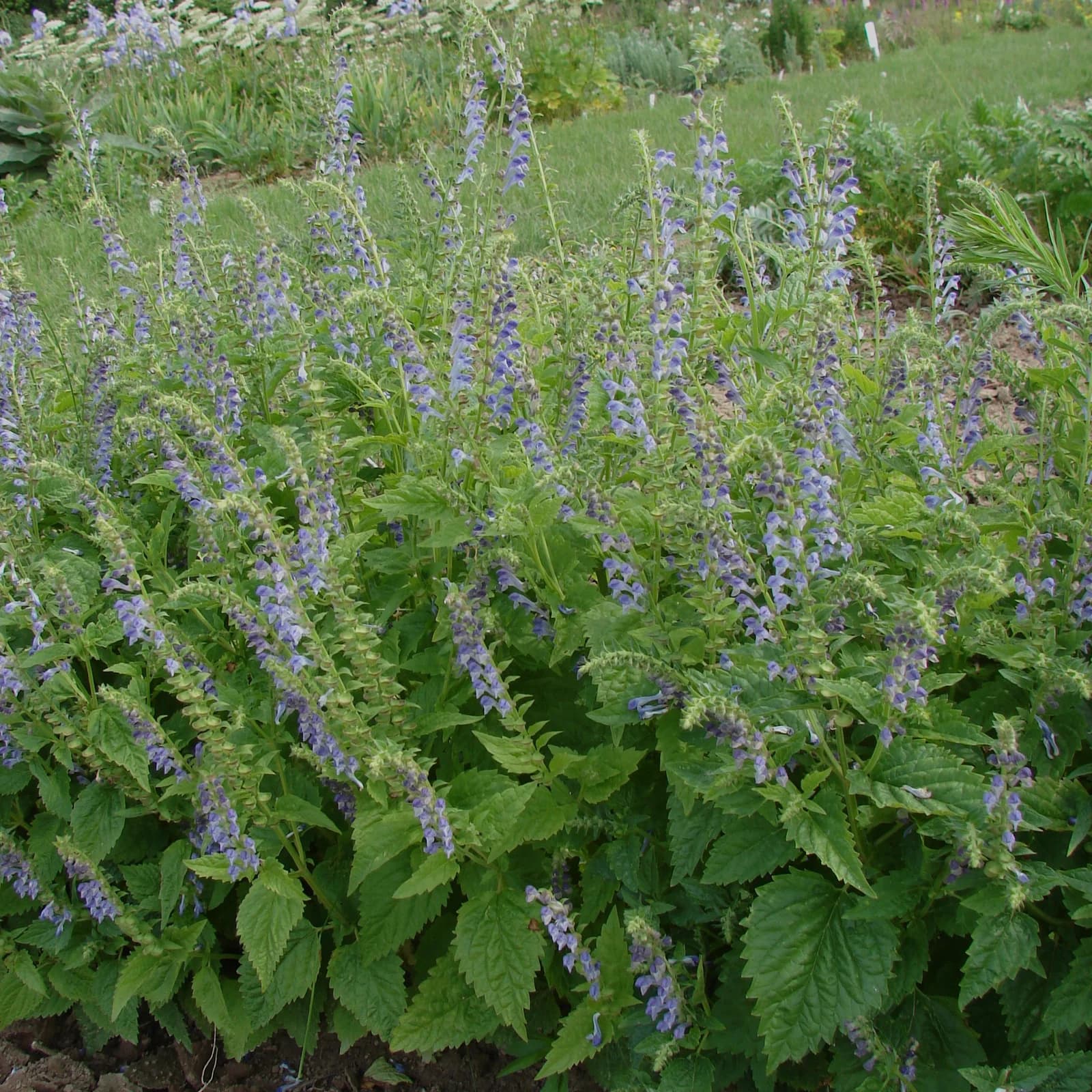 šišák stranokvětý - obrázek 1