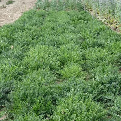 pupava bezlodyžná - náhled 3