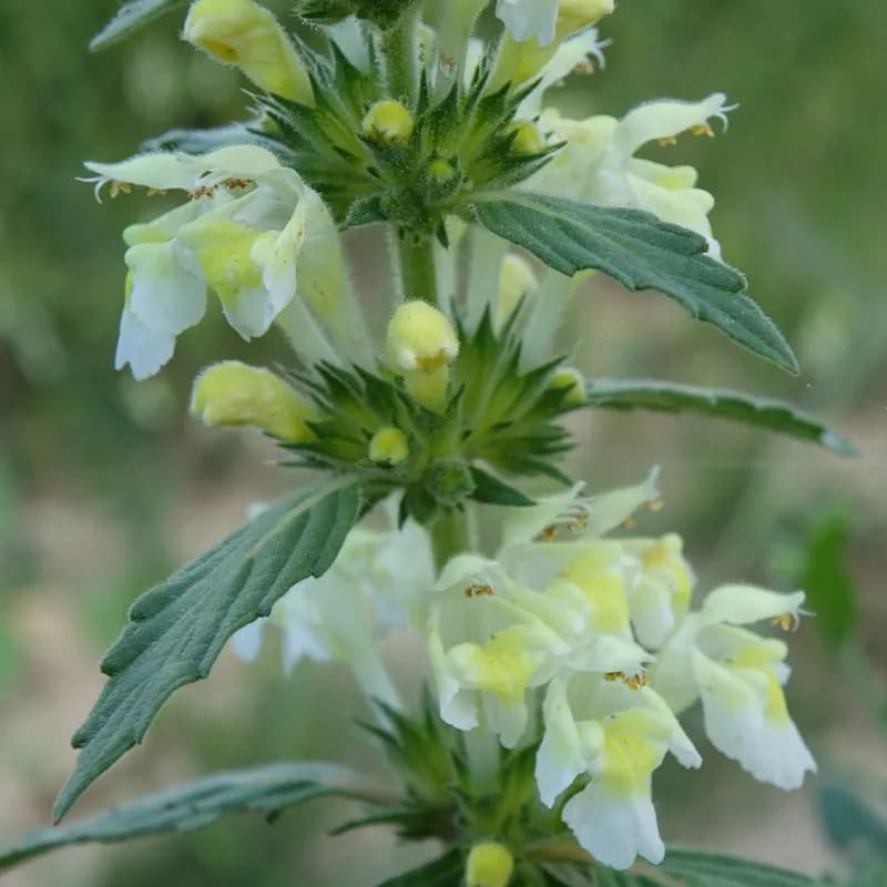 konopice bledožlutá