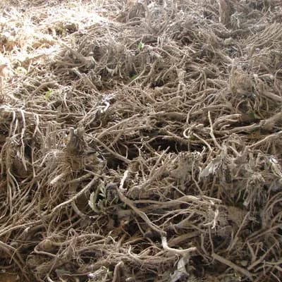 parcha saflorová - náhled 5