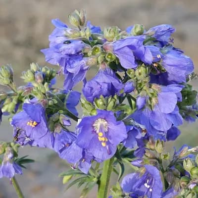 jirnice modrá - náhled 2