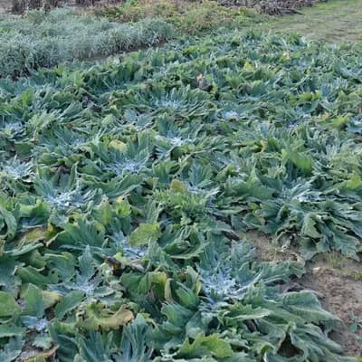 šalvěj etiopská - náhled 3