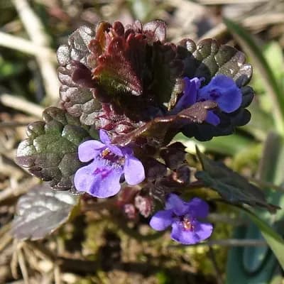 popenec břečťanolistý - náhled 2