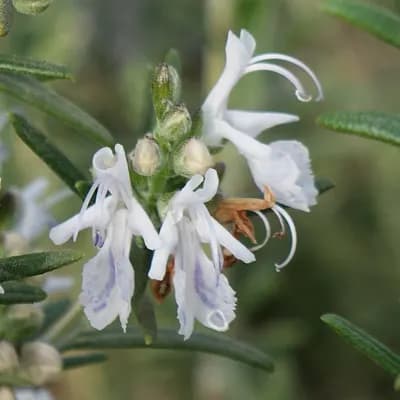 rozmarýn lékařský - náhled 4