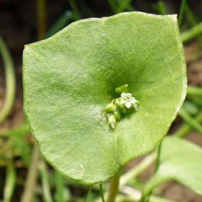 batolka prorostlá - náhled 1