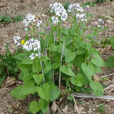 měsíčnice vytrvalá - náhled 3