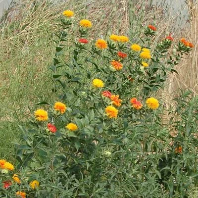 světlice barvířská - náhled 2