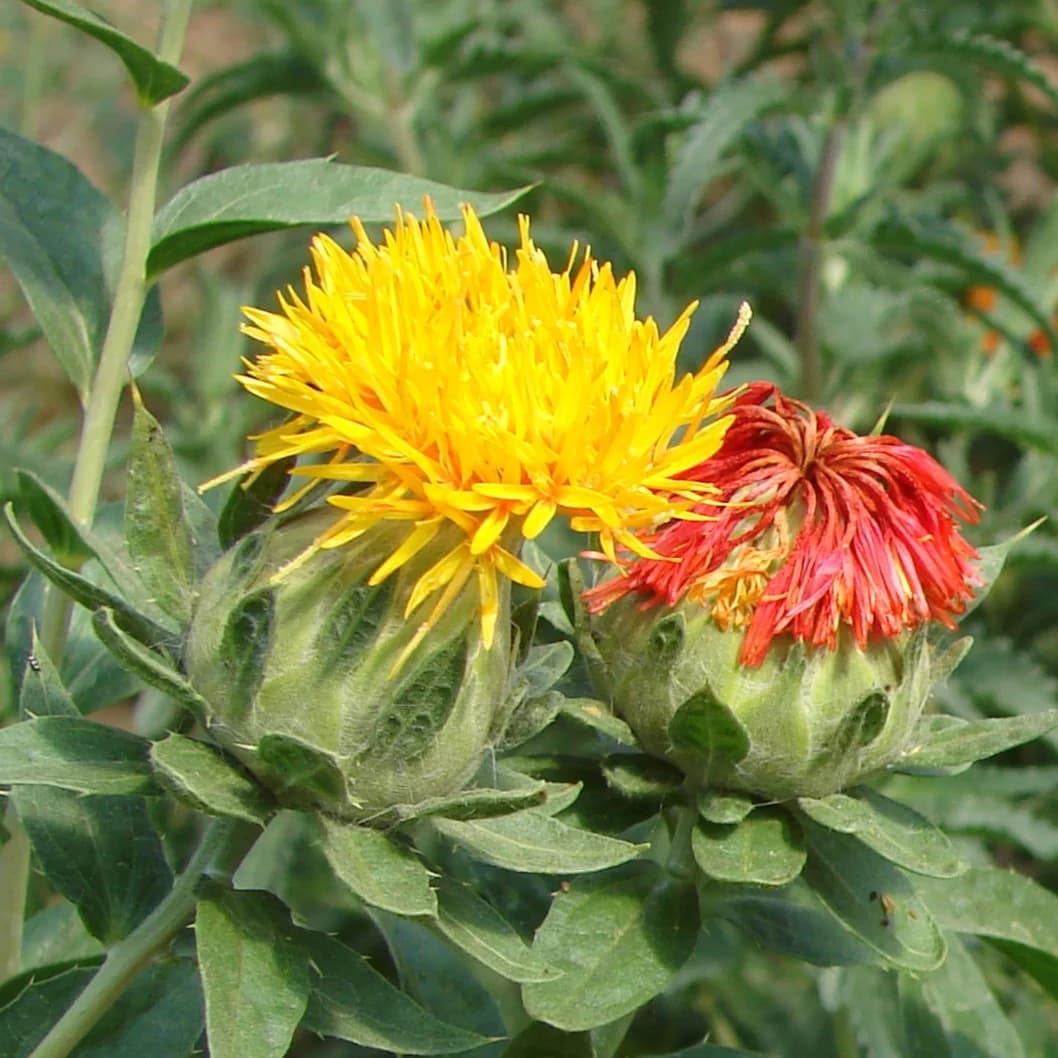 světlice barvířská - obrázek 1