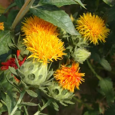 světlice barvířská - náhled 3